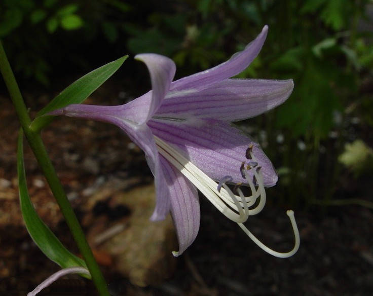 Hosta lancifolia - Bluete.jpeg